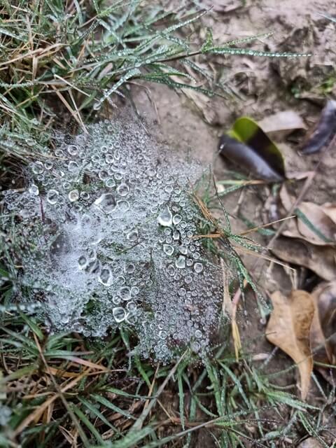 Beautiful dewdrops and a spider web in the grass and soil
