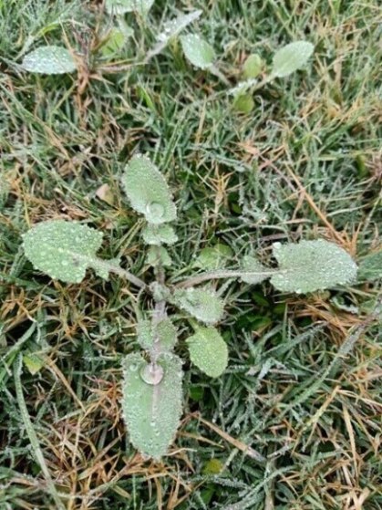 Dandelion plant with dew 