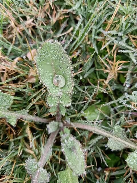 Attractive dew on a leaf 