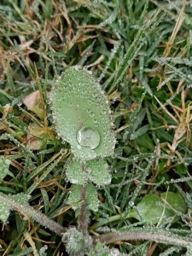 Dandelion leaf with a dewdrop