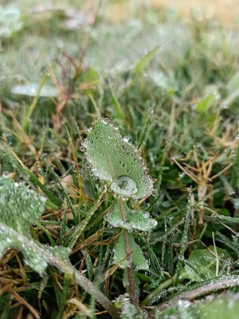 Attractive leaf with dewdrops 