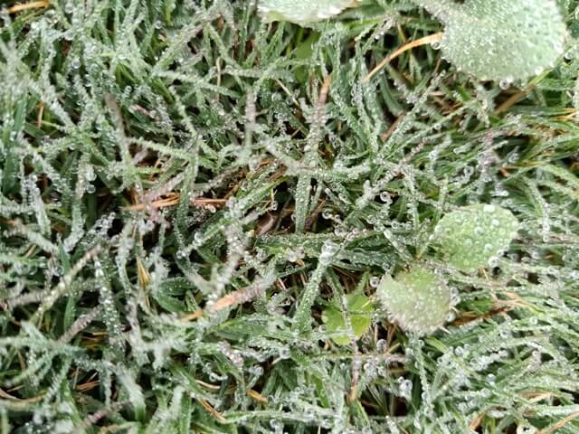 Lawn grass with dew 