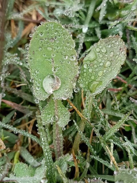 Morning dew on a leaf 
