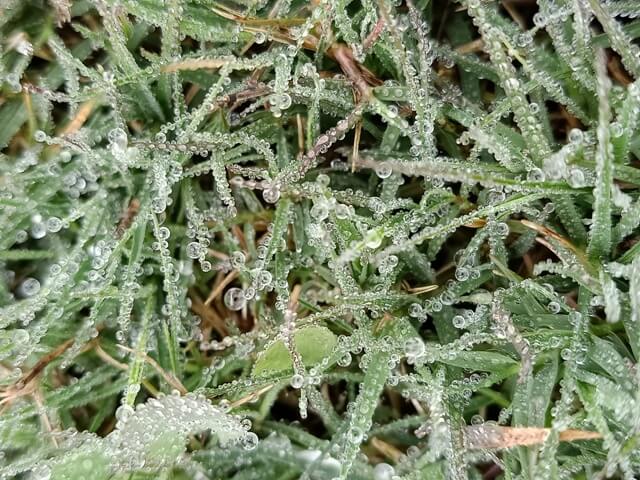 Tiny dew on grass blades 