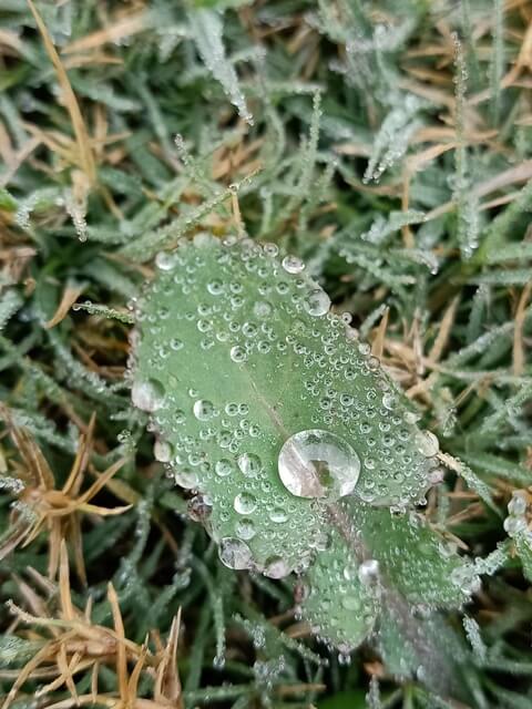 Dewdrops on a leaf 