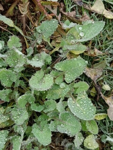 A plant with dewdrops 