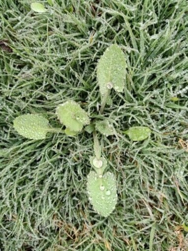 Wild plant with dew