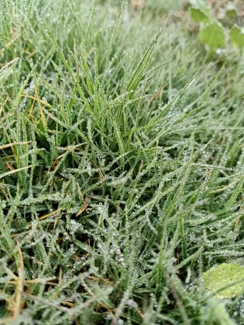 Condensed water drops on grass leaves 