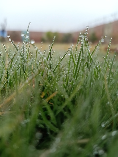 Grass with dew 
