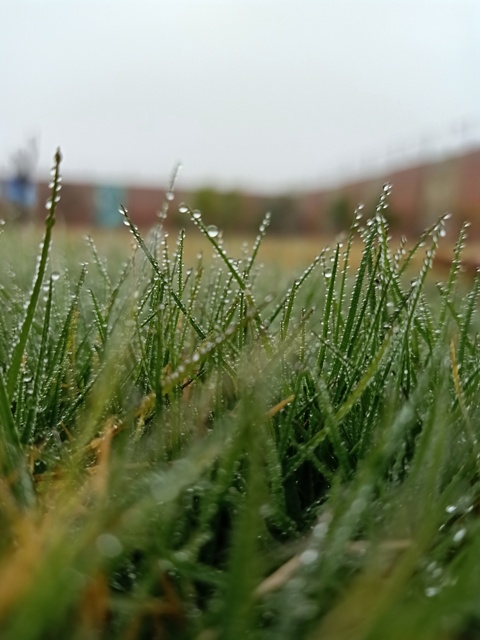 Garden grass with dewdrops