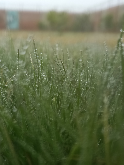Grass blades with dew 