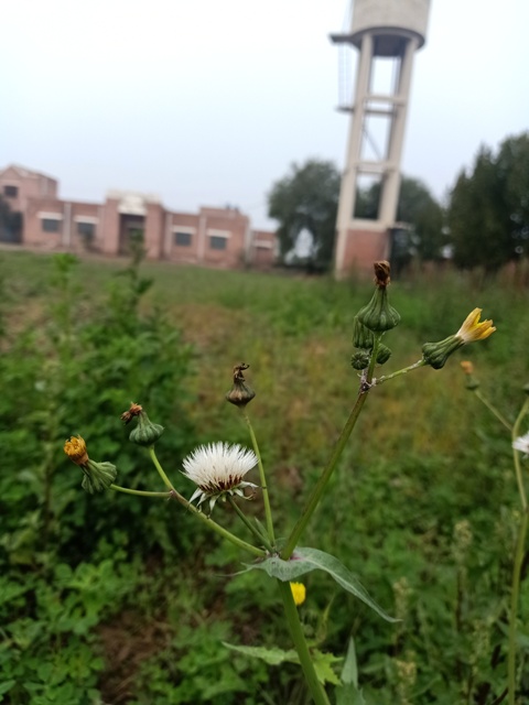 Dandelion in the garden 