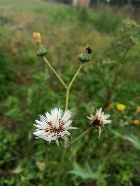 Dandelion plant image 