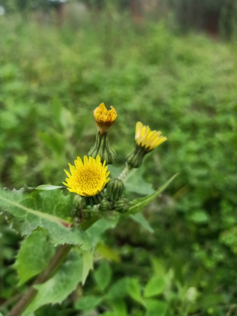 Dandelion in the wild 