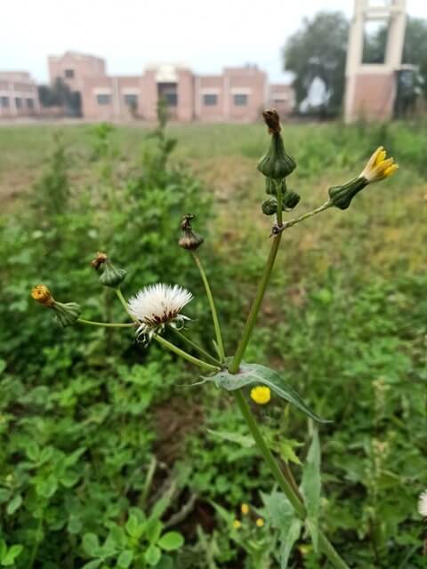 Dandelion plant with a building view 