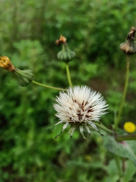 Attractive dandelion 