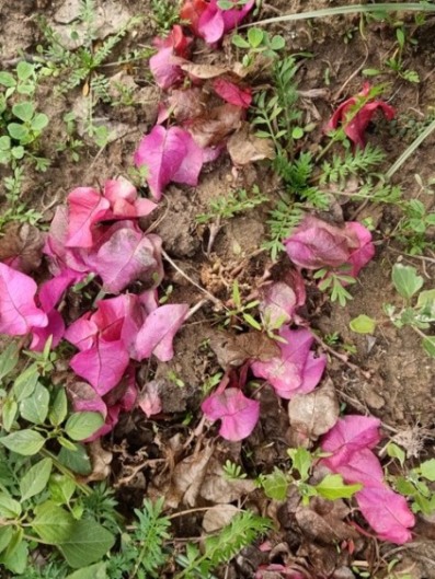 Fall of bougainvillea flowers 