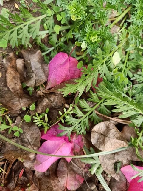 Bougainvillea flowers on the ground 