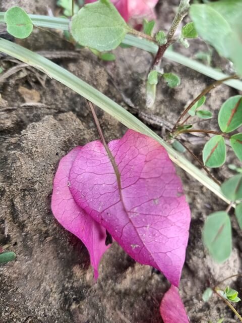 Flower pattern of bougainvillea 