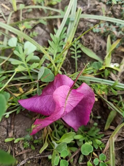 Bougainvillea flower in a garden 