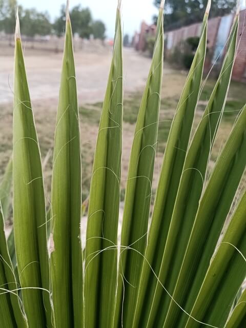 Morphology of palm tree leaves 