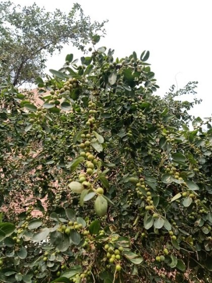 Jujube tree 