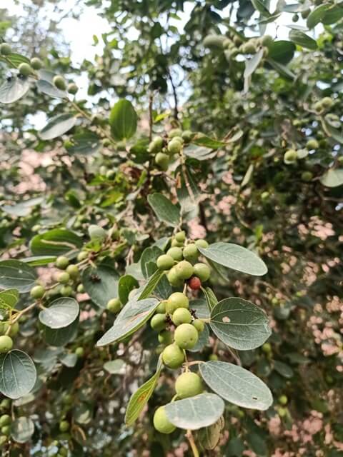 Jujube fruit 