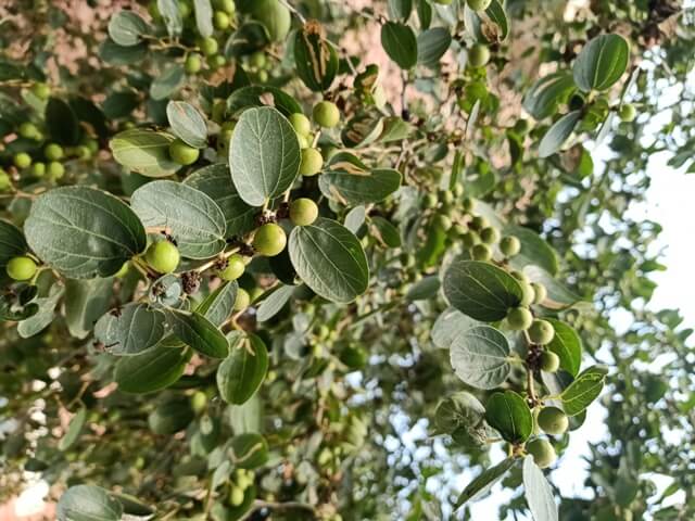 Ziziphus jujuba fruit 