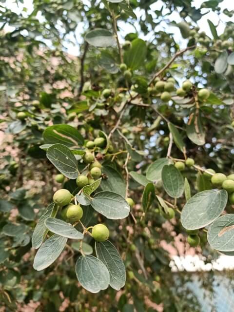 Jujube plant with fruits 