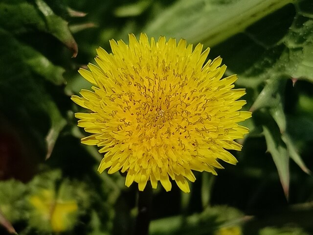 Intricate pattern of dandelion flower 