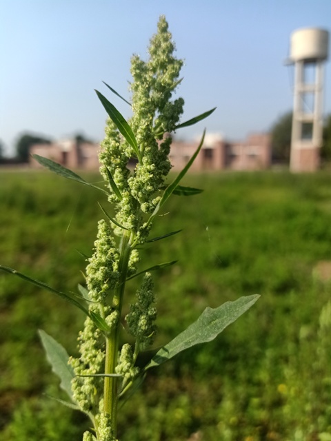 Chenopodiastrum murale seeds 