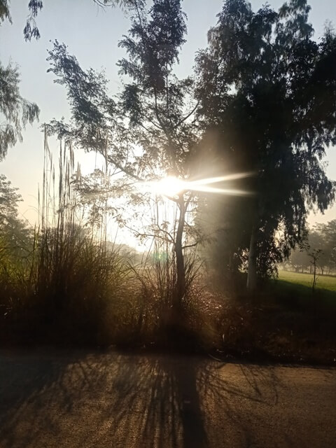 Sunrise through woods on a roadside 