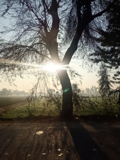 Sunshine through an attractive tree