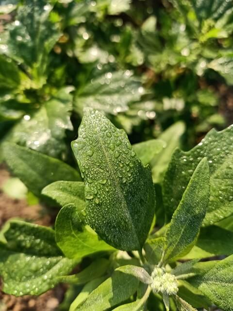 A leaf with dew 