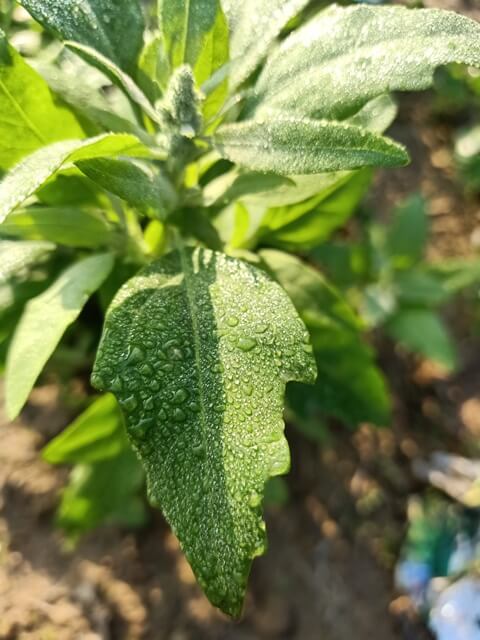 A plant with attractive dewdrops 