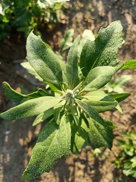 Wild plant with morning dew 