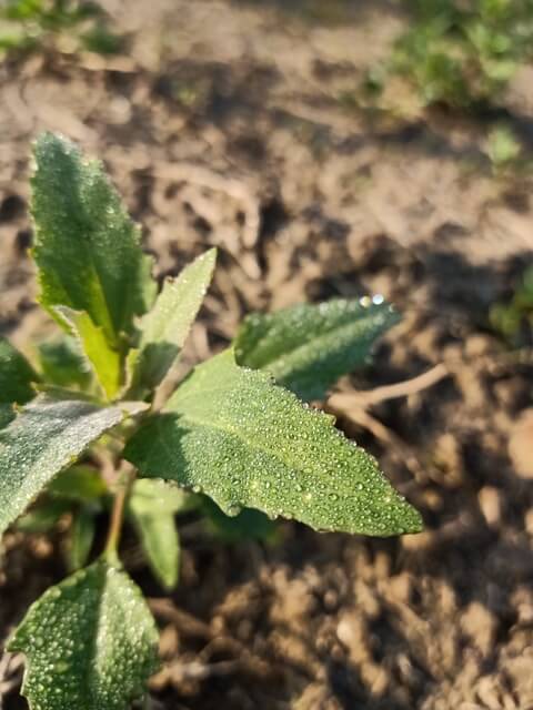 Leaves with dew drops