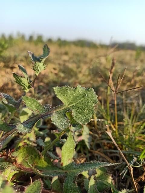 Dandelion leaf with dew 