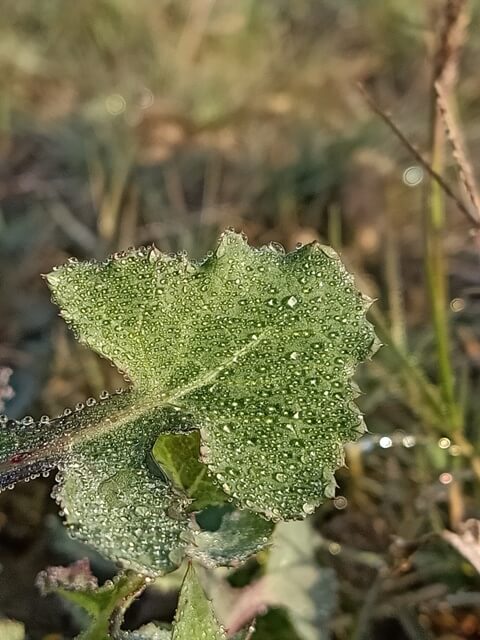 Leaf with tiny dewdrops 