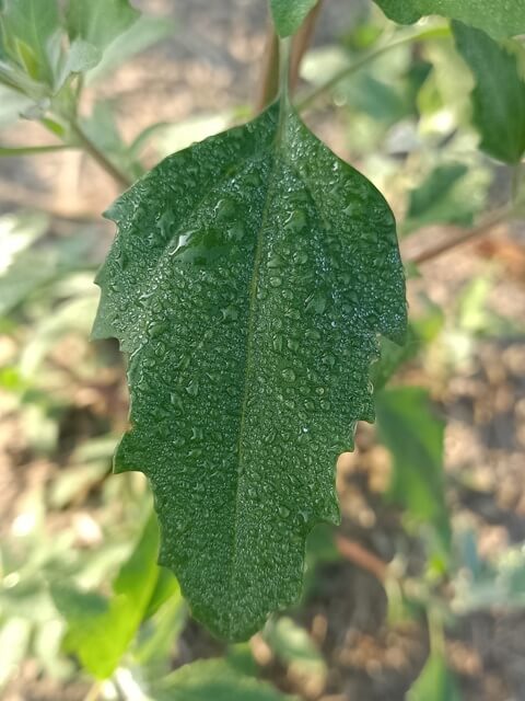 A leaf with morning dew 