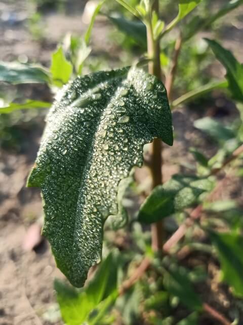 Leaf with dewdrops 