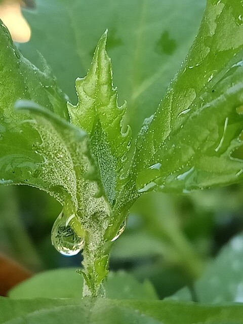 A leaf with a water drop 