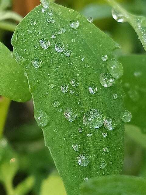 A leaf with attractive dew drops 