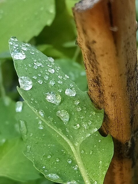 A leaf with water drops