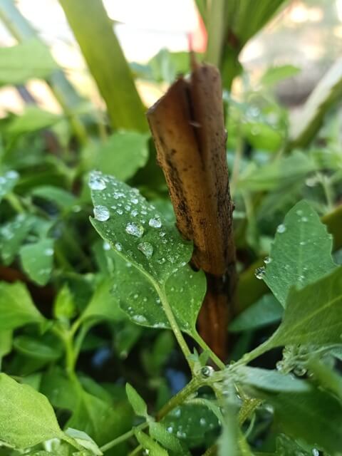 A plant with beautiful dewdrops