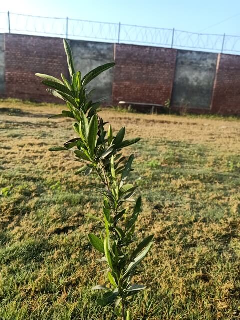 Plant with new leaves 