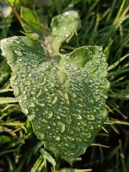 A leaf with water drops