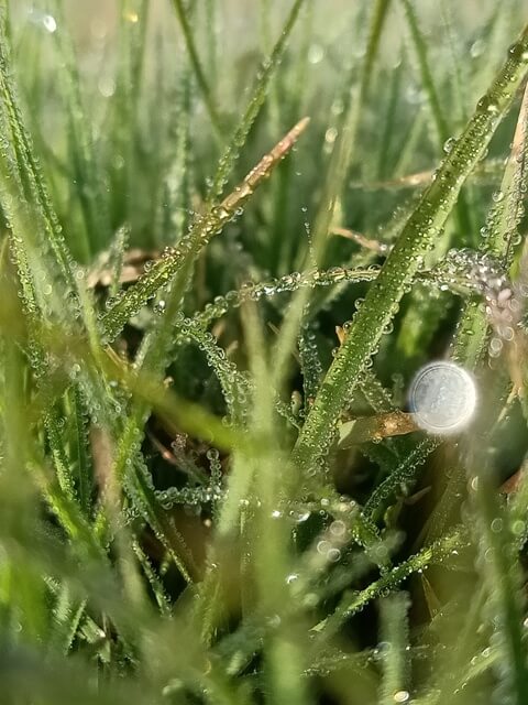 Dewdrops on grass 