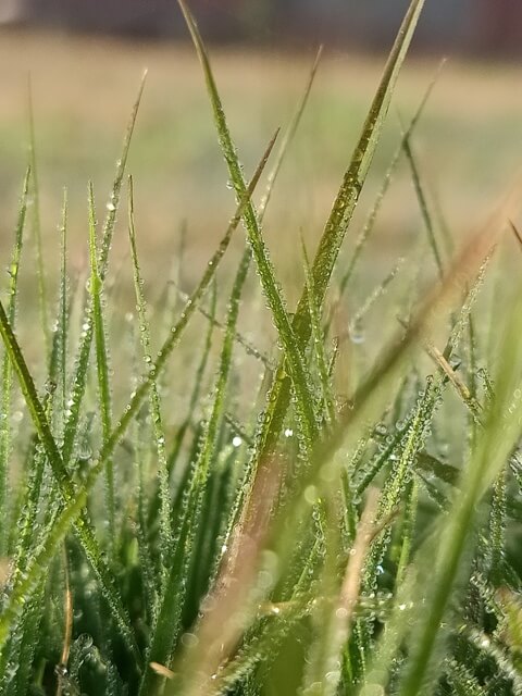 Grass blades with dewdrops 