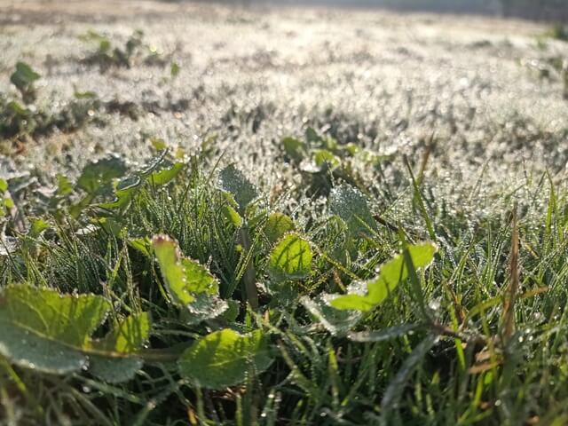 Lawn grass with dew and sunshine